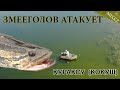 Рыбалка на Змееголова 2021, Кураксу, Рыбалка Кокуш, Рыбалка в Талдыкоргане, Дикая Рыбалка