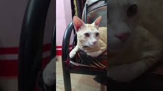    Ok catpetshubcatloversanimalsfunnyviralshortytshorts