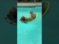 Two pups share a raft and float around in the pool!