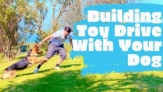 How To Build Your Dogs Toy Drive In 3 Simple Steps