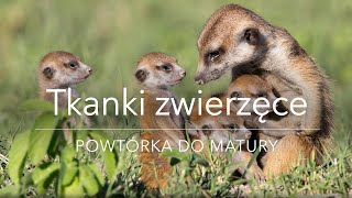 TKANKI ZWIERZĘCE | POWTÓRKA DO MATURY