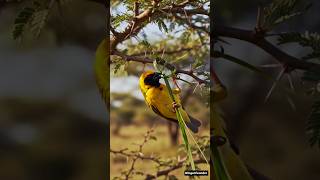 Baya Weaver 70 Days Day-by-Day Timelapse #baya #birds #shortsbirds #weavers #bayaweaver #birdshorts