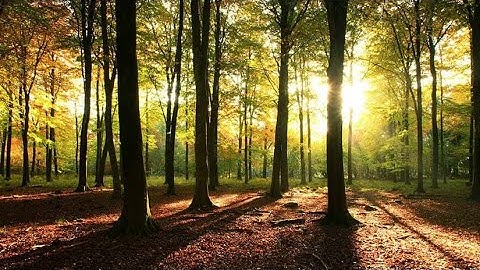 FS19 Tree generator script for Giants Editor