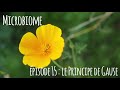 Microbiome  pisode 15  le principe de gause