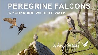 In Search of the Peregrine Falcon -  Yorkshire Wildlife Adventure walk screenshot 2