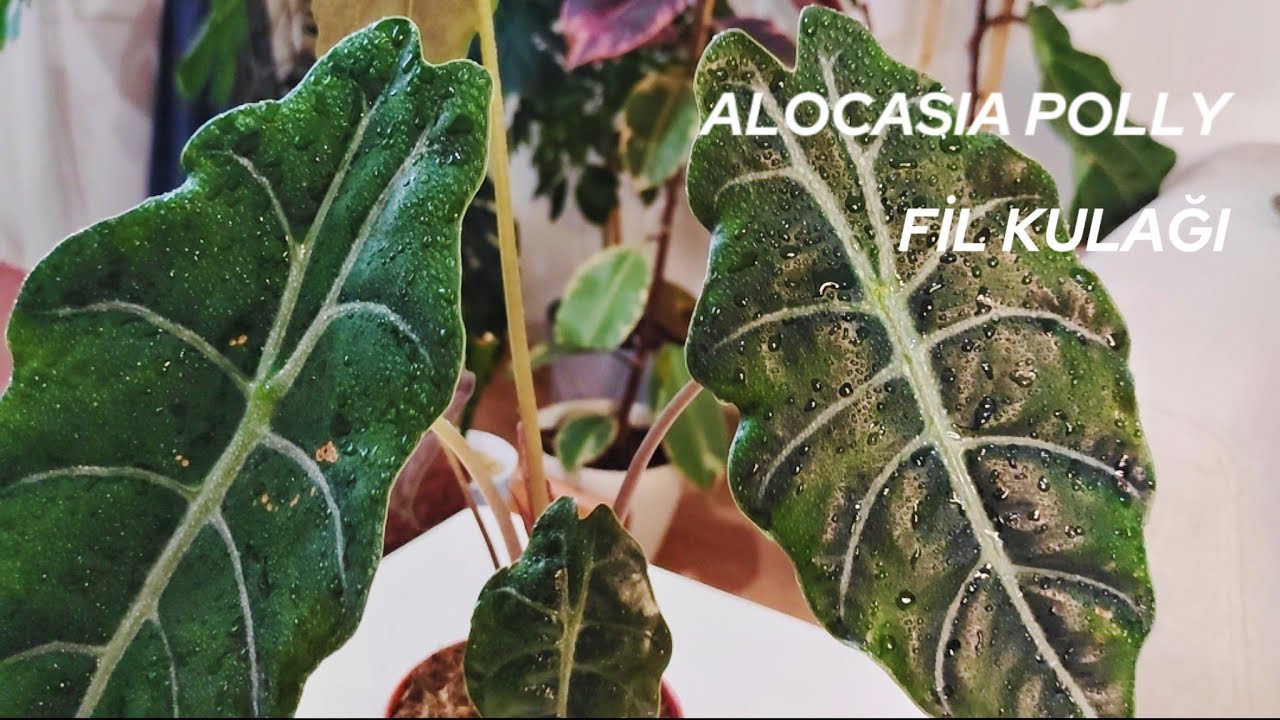 Alocasia Polly / Fil Kulağı Bakımı: Önemli İpuçları ve Püf Noktalar