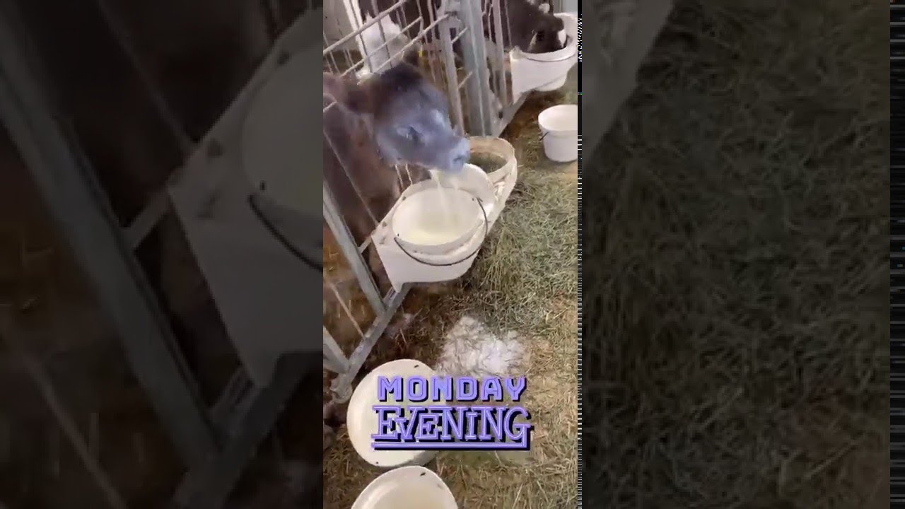 Calf Sends Milk Shooting From Its Nose || ViralHog