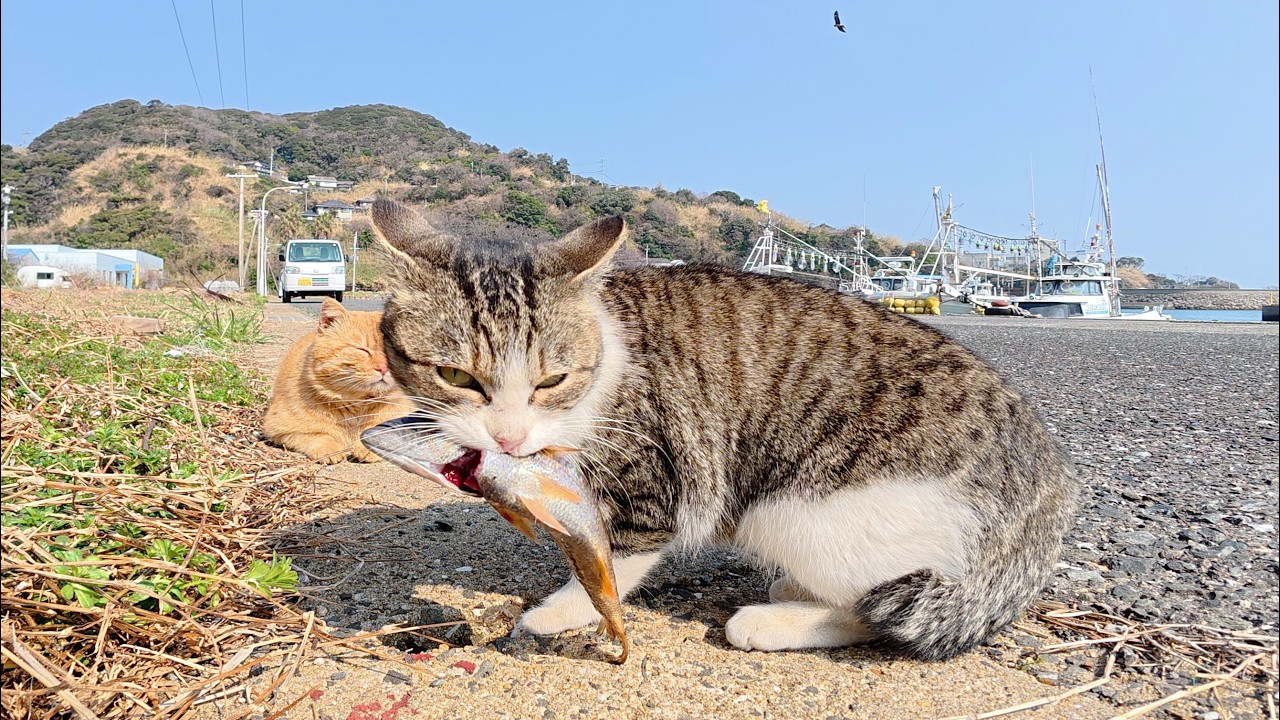 A tiger-striped boss cat scolds an orange cat who is trying to