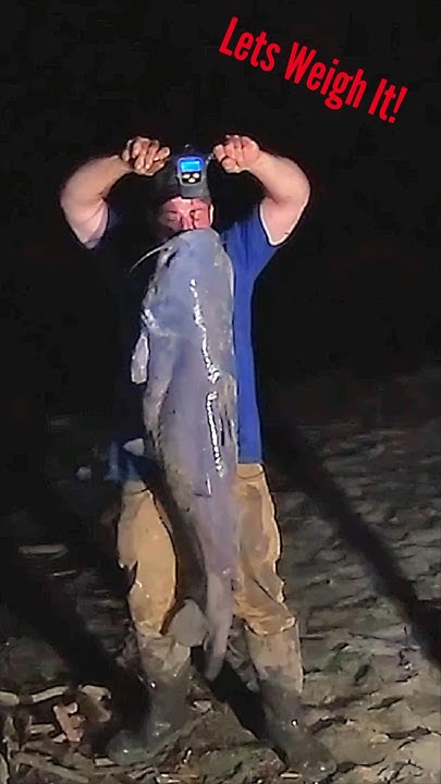 how-much-does-this-catfish-weigh-let-s-find-out-fishing-fish