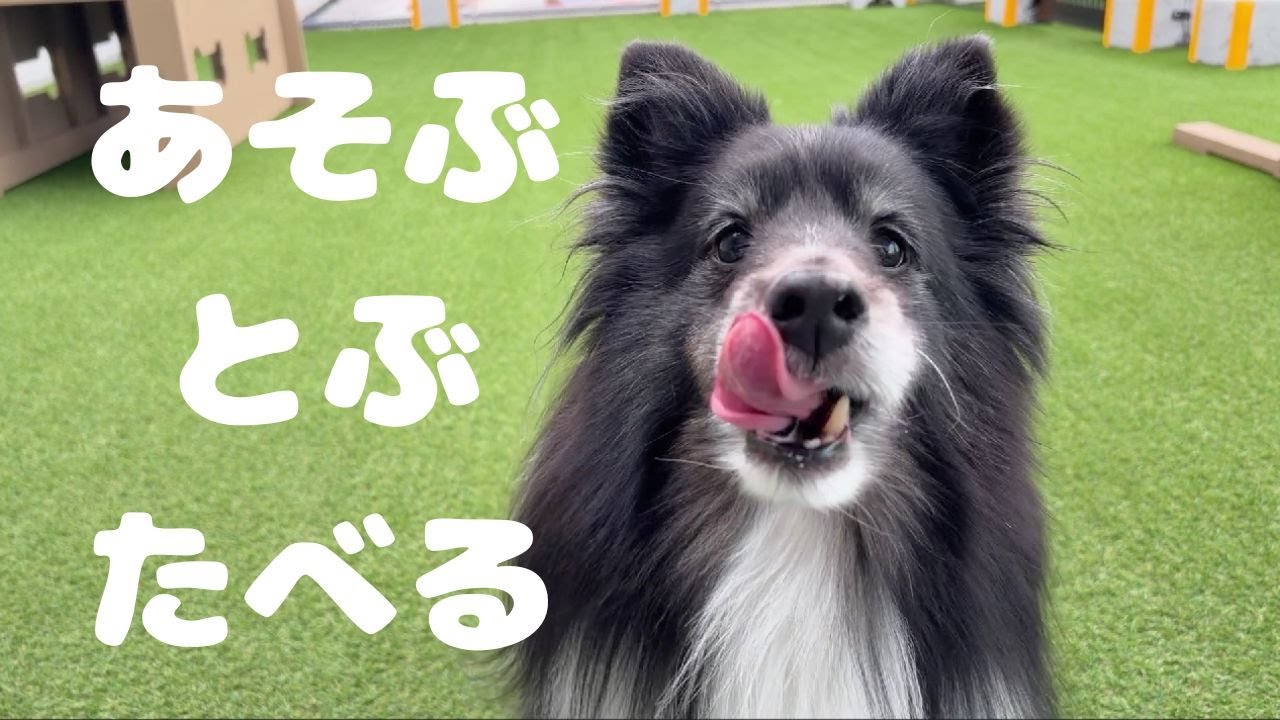 遊びも食事も全力！9歳シェルティの「最高の一日」に密着してみた