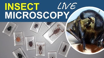 Insects and other Arthropods (Ant lions!) under the STEREOMICROSCOPE