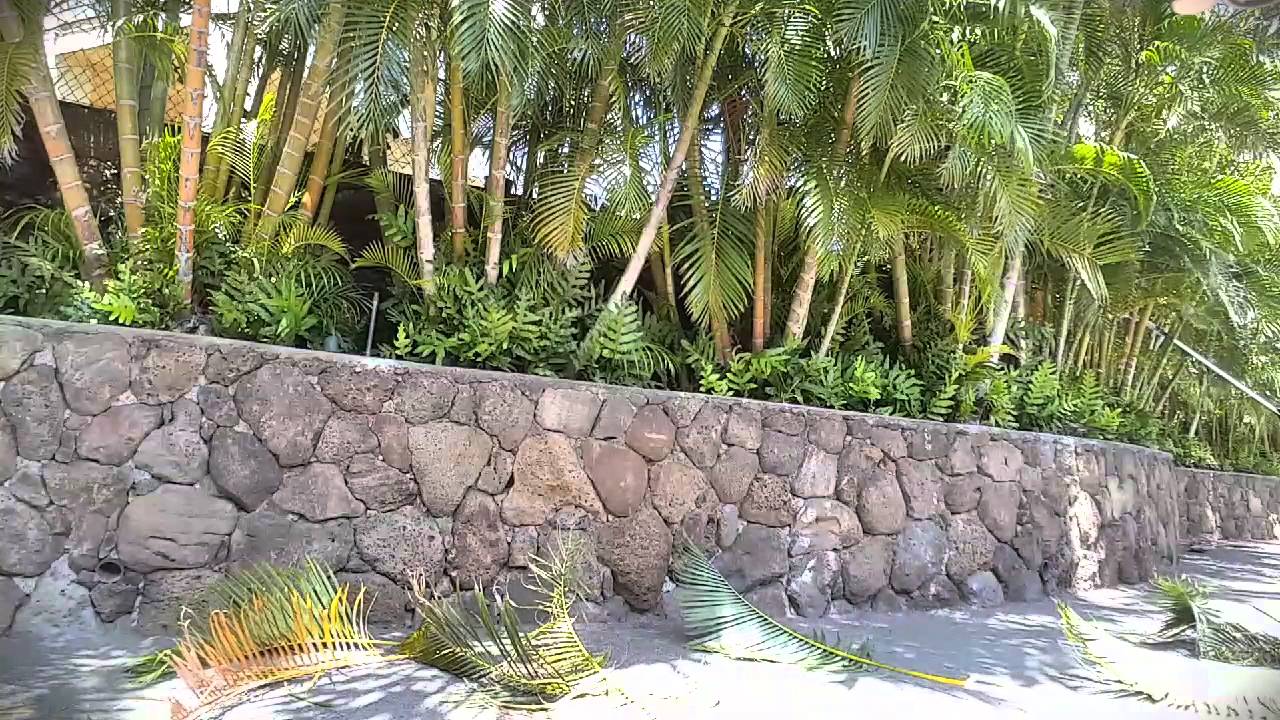 Alex Carey Landscape Services, Areca palm trimming