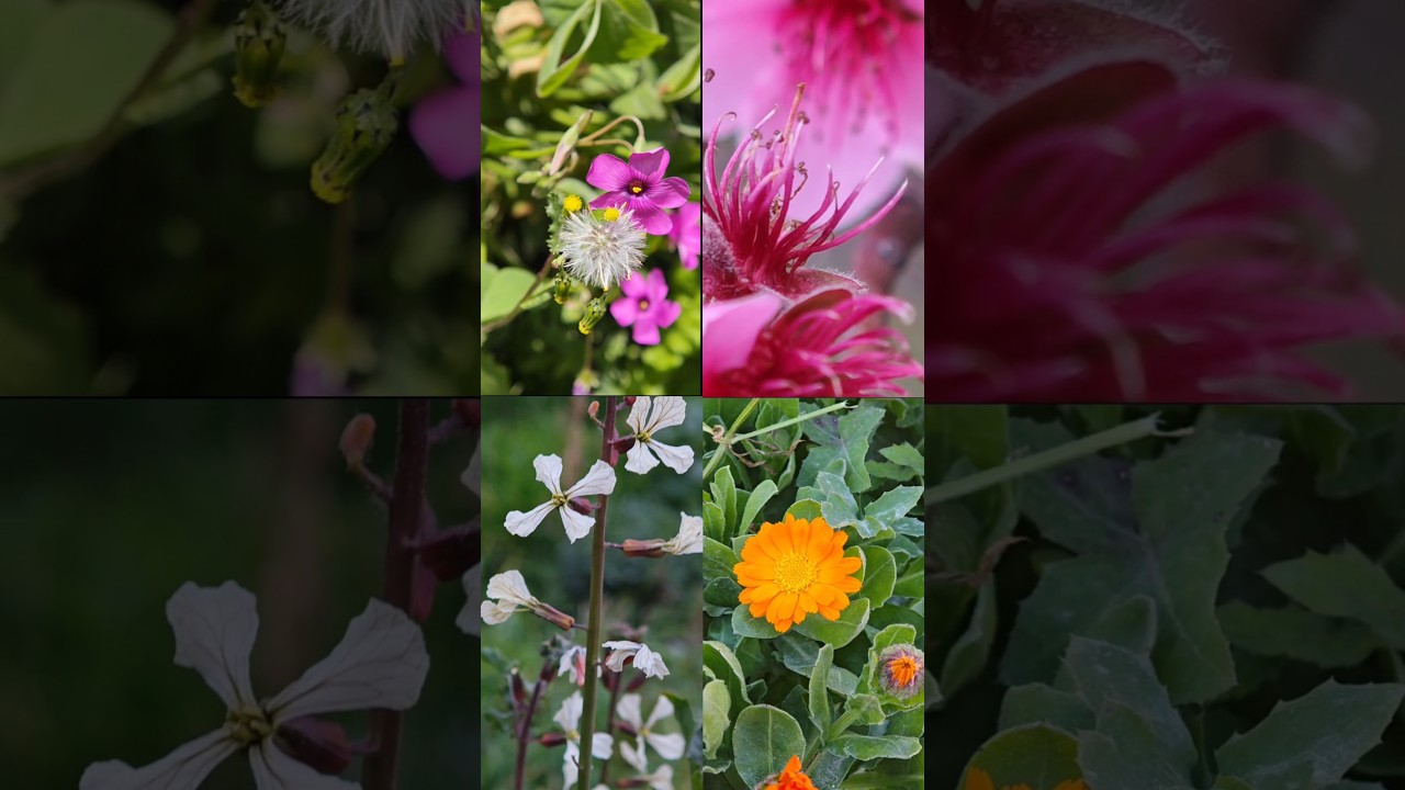 ilkbahar modu 🌸💮🏵️🌼🌺🎵🎶