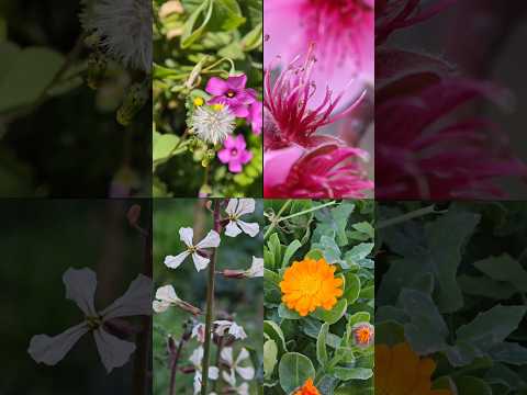 ilkbahar modu 🌸💮🏵️🌼🌺🎵🎶