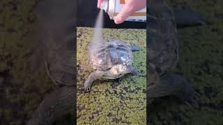 Turtle Meets Tragic End Dog Attack After Decades