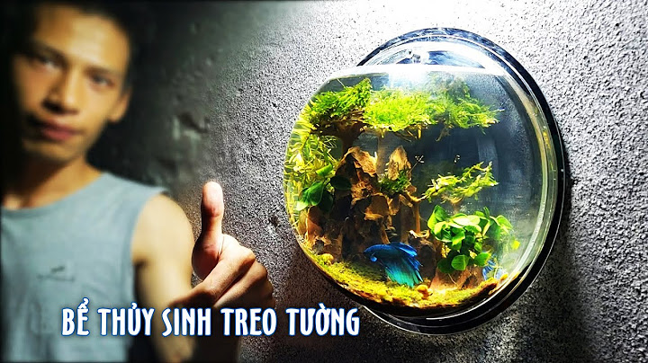 Bể cá treo mini treo tường là gì năm 2024