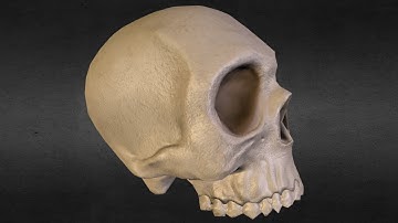 Blender Sculpt Timelapse - Upper Skull Study