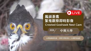 2026 中興大學鳳頭蒼鷹巢位直播 Crested Goshawk Nest Cam, Taichung, Taiwan　カンムリオオタカの子育て生中継