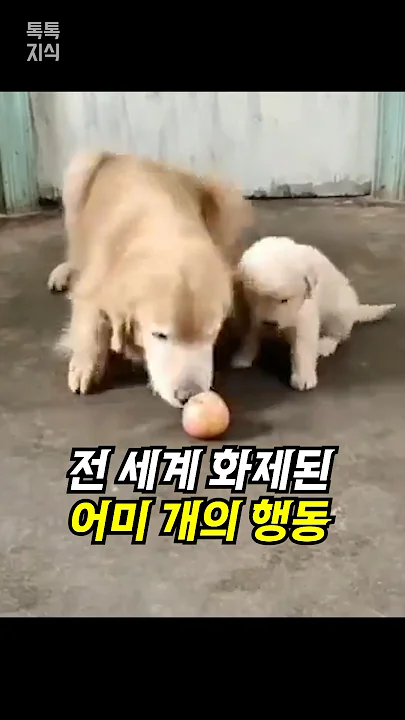 전 세계 화제된 어미 개의 새끼 사랑법
