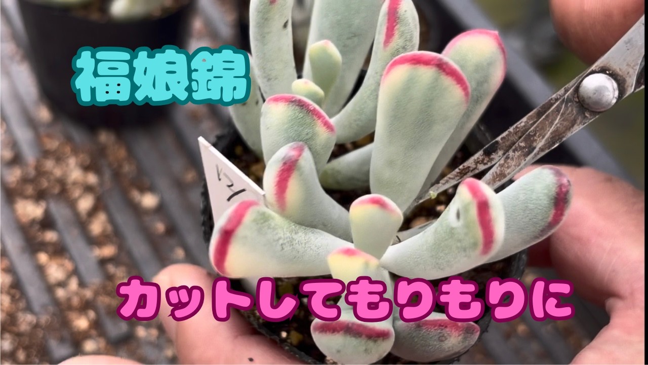 多肉植物）福娘錦カットしてモリモリ〜😊 - YouTube