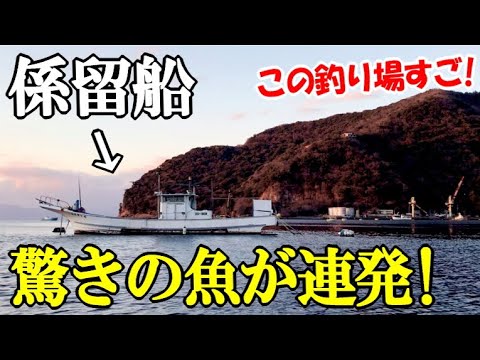 R/C クラシックランナー型ボート「ちどり」 10/28 港内係留船と港内夜釣り船、港内貸しボートの釣果情報です