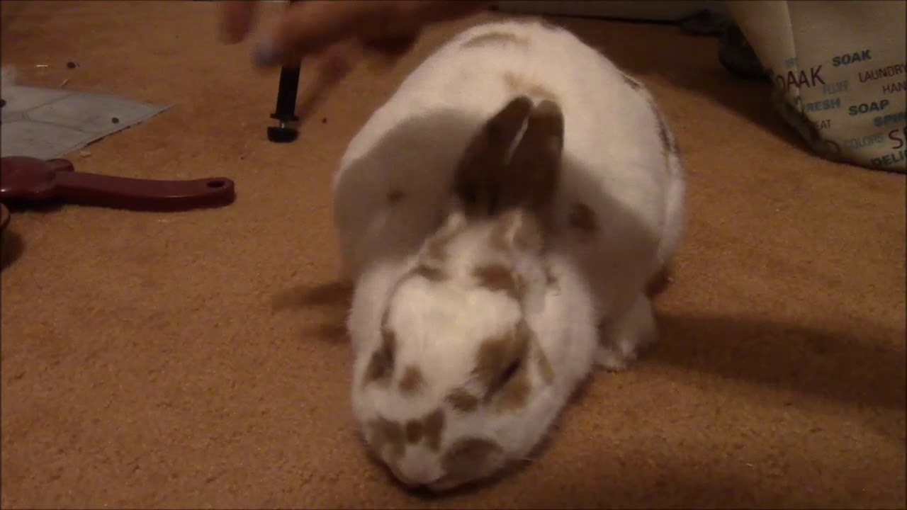 Forcefully Petting my Rabbit