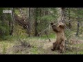 Bears Dancing To 'Jungle Boogie' | Planet Earth II