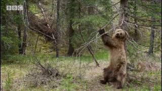 Bears Dancing To 'Jungle Boogie' | Planet Earth II