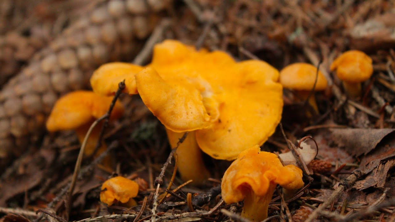Drying Mushrooms in an Oven YouTube