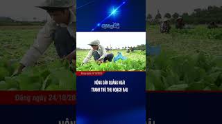 Nông dân Quảng Ngãi tranh thủ thu hoạch rau