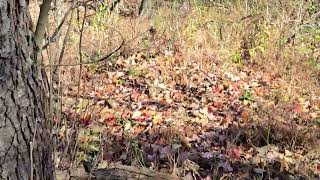 Heading To the Woods Pt  2