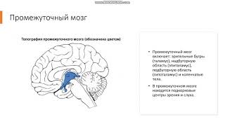 8 класс Центральная нервная система Головной мозг