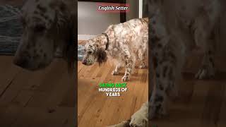 what is the English setter fact's #youtubeshorts #doglover #viral #trending #shots #dogbreed #dog