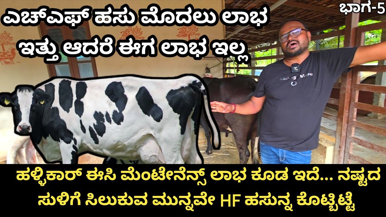 ಇಪ್ಪತ್ತು ಎಚ್ಎಫ್ ಹಸುಗಳನ್ನು ಕೂಡ ಸಾಕಿದ್ದೇನೆ... ಅವುಗಳಿಂದ ಬರುವ ಆದಾಯ ಏನು ಎಂದು ತಿಳಿದು ಅವುಗಳನ್ನೆಲ್ಲ ಮಾರಿದೆ 