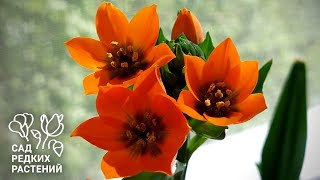 Орнитогалум дубиум \ птицемлечник сомнительный – оранжевая звезда подоконника! А  трипсы – бяка!