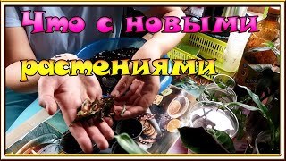 видео: Пересаживаю хойи, калатеи и другие комнатные растения картинка: Пересаживаю хойи, калатеи и другие комнатные растения