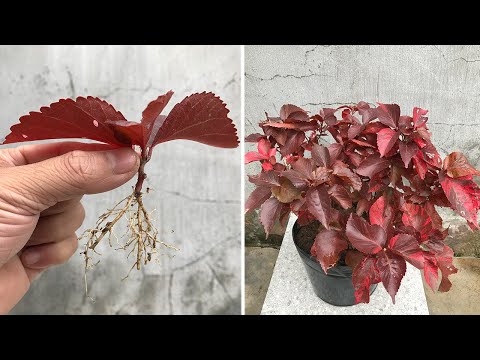 Video: Acalypha vasetaimede teave – näpunäiteid vaselehetaimede kasvatamiseks