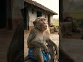 வீட்ட விட்டு போகலாம்னு நினைச்சேன் 🤣 | KMV #shorts #reels #viral #trending
