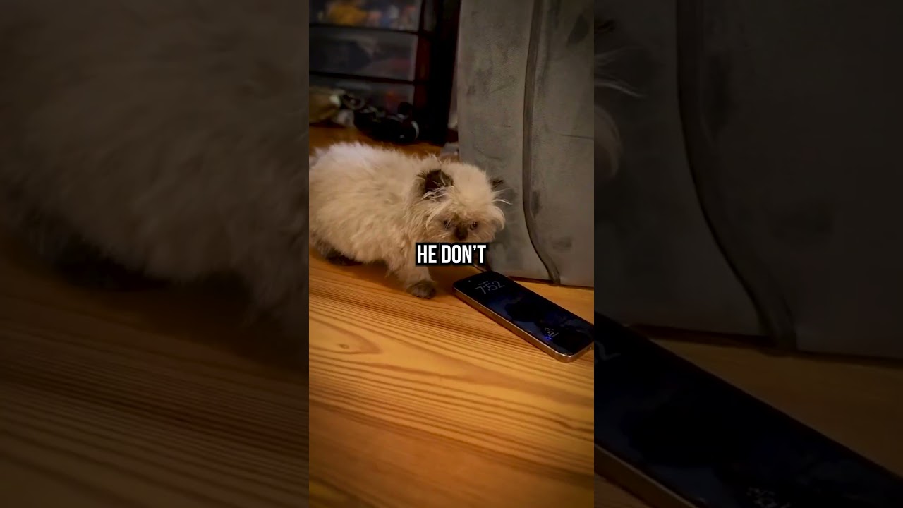 Рэй впервые дал своему котенку попробовать кошачью мяту 🤣