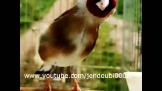 My 2 years old Goldfinch song