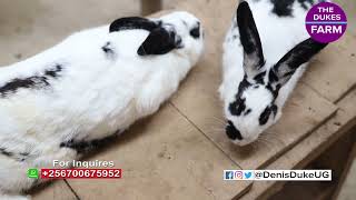 How To Start Rabbit Farming and Earn Millions In 2023