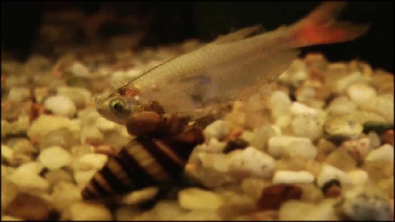 Snail eating fish {Clea helena} YouTube
