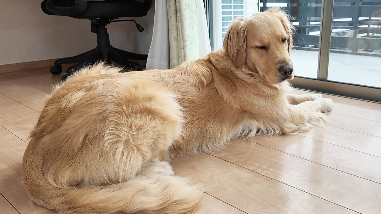 A golden retriever wakes up to find its dad gone and is terribly