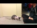 Very good Cornish Rex cat does dog TRICKS! の動画、YouTube動画。