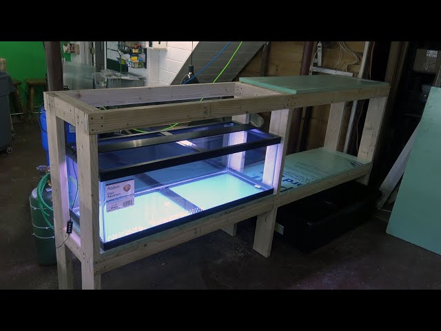 How To DIY Dado Cut 60 Breeder Aquarium Stand Build 