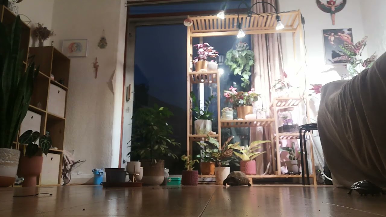 2 Tortoises roaming 