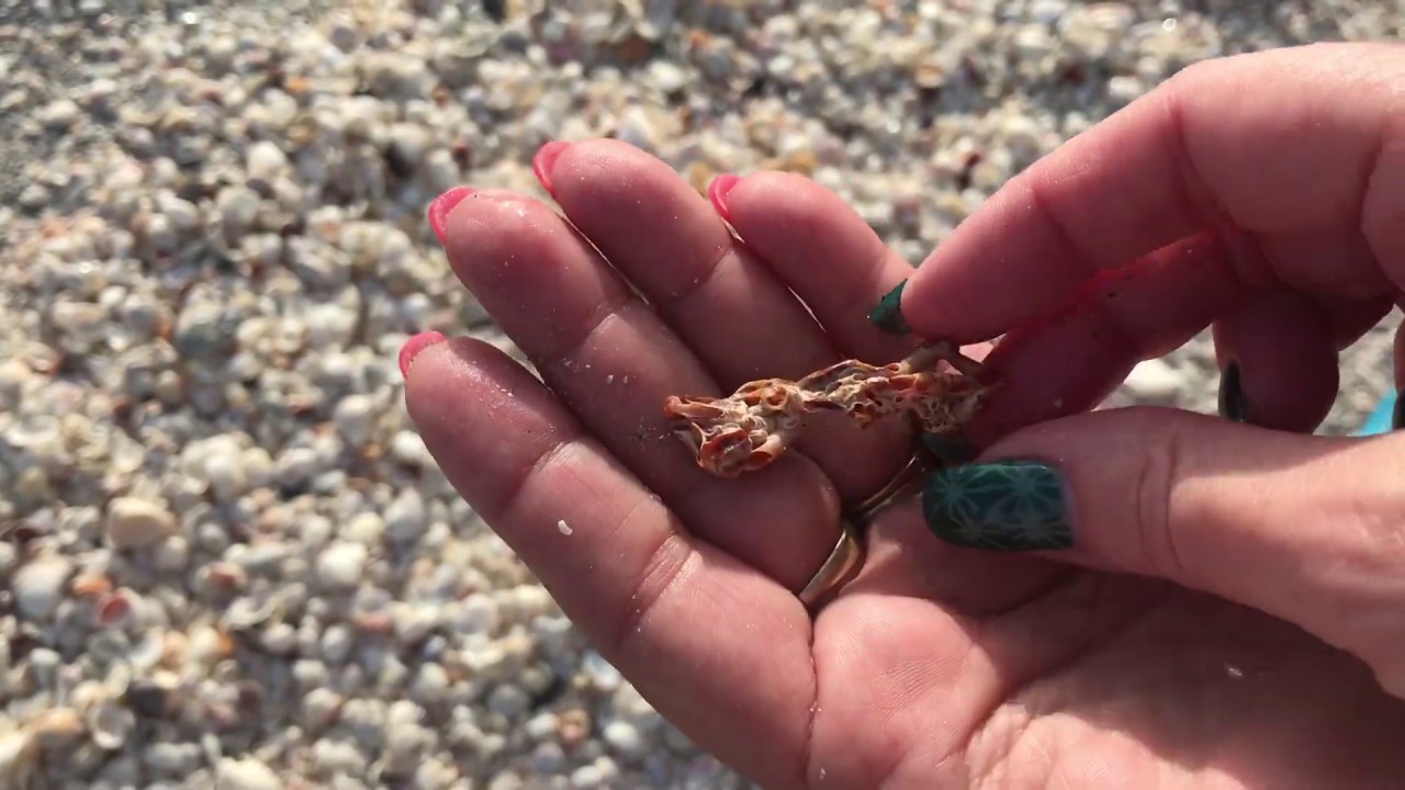 Sanibel Tide Chart