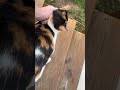 Wanna adopt a cool cat? I can hook you up… #catrescue #catsofinstagram #cutecat #gunsofinstagram