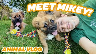 I GOT A DOG!  + ANIMAL UPDATES & OPENING PACKAGES