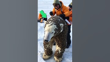 Huge polar bear covered with millions of parasites and barnacles #shorts #polarbear #rescue